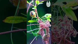 Web of Life Weaver Birds Nesting 🌿🕊️ weavers birds nest birdnest nature nestmaking [upl. by Adnarym93]