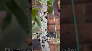 Ant plant propagation antplant propagation garden [upl. by Newmark]