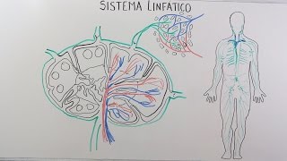 Sistema Linfático [upl. by Asiluj]