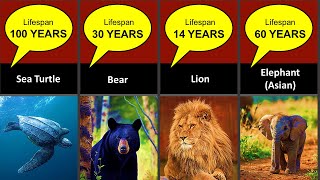 Animals Lifespan  How Long Do Animals Live [upl. by Lienet912]