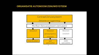 basisstof 6 autonome zenuwstelsel [upl. by Nunnery750]