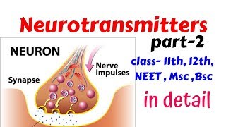 Neurotransmitters  position  History  diagram and information [upl. by Liagabba]