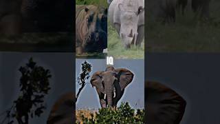 elephant vs rhino vs hippo [upl. by Goldman12]