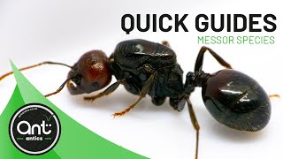 Quick Look Guide  Messor Species Harvester Ants [upl. by Ellerehs985]