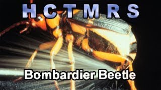 How Creationism Taught Me Real Science 67 Bombardier Beetle [upl. by Cassie912]