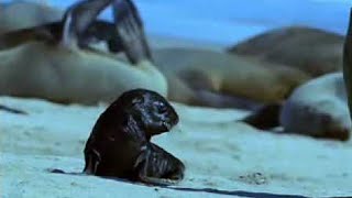 Cape Fur Seal Pups vs Black Back Jackalls  Dune  BBC Studios [upl. by Jallier327]