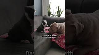 Tiny Puppy Challenges Giant Dog in EPIC Couch Battle shorts cutedogs dogsoftiktok [upl. by Eenhpad]