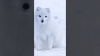 arctic fox therian [upl. by Acinoryt]