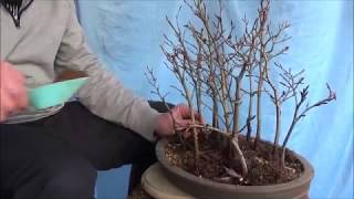 Bonsai 20195  Fagus sylvatica  ein kleiner Wald aus Rotbuchen wird größer [upl. by Wendalyn980]