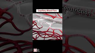 Capillary Blood Flow  Vasodilation and Vasoconstriction [upl. by Aneehta]