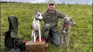 Mooching and Ferreting with the Lurchers September [upl. by Huff]