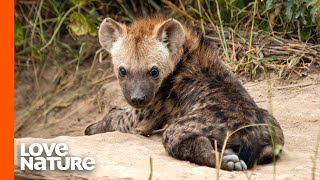 The Truth About Spotted Hyenas [upl. by Favata620]