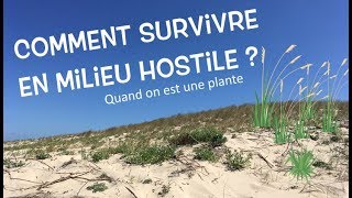 La survie des végétaux sur la dune  Sortie de terrain 1 [upl. by Aim523]