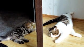 Cute kitten invites ducklings to play together [upl. by Hsetim]