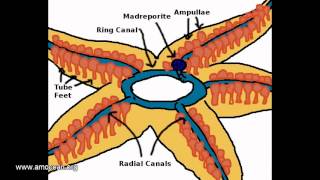 Suckers  The echinoderms hydraulic organ [upl. by Morville]