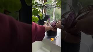 Propagation to repotting ☘️propagation repotting shortsfeed youtube houseplants plants shorts [upl. by Dorr]