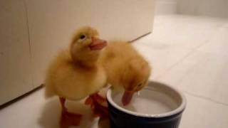 two cutest baby ducklings [upl. by Hetti]