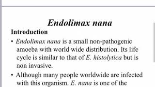 شرح المحاضرة الخامسة لمادة الطفيليات endolimax nana and iodamoeba butschlii [upl. by Hedvige]