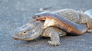 Cobra Snake Tries to Hunt Monitor Lizard [upl. by Umberto]