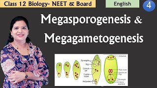 Megasporogenesis amp Development of Embryo Sac NCERT Class 12 [upl. by Glen]