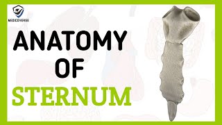 STERNUM BONE ANATOMY  CHEST BONE SIMPLIFIED HUMAN ANATOMY [upl. by Lytsirk664]