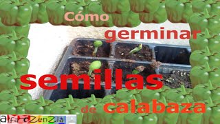 CÓMO GERMINAR SEMILLAS DE CALABAZA [upl. by Shererd]