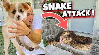 RESCUED PUPPY from MASSIVE SNAKE  WHAT HAPPENS [upl. by Smitty]