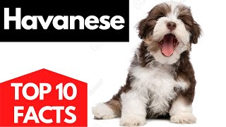 HAVANESE  Top 10 facts About The HAVANESE Dog [upl. by Hosfmann589]