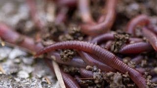 Worm Composting 101 [upl. by Benjie12]