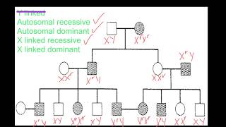 Pedigree Analysis [upl. by Aerdnahc463]