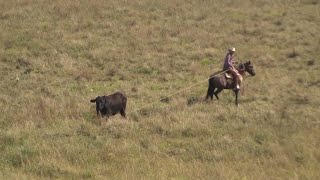 Doctoring Anaplasmosis  Low stress Stockmanship  One Man Doctoring  Buckaroo Pasture Roping [upl. by Brozak]