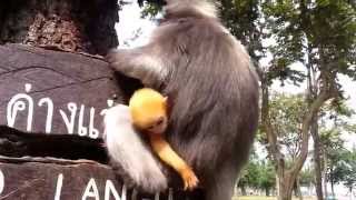 Wild Dusky Leaf monkey with baby [upl. by Chemash]