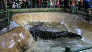 Davao Crocodile Park  Pangil Encounter [upl. by Melisande]