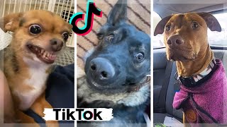 Most Amazing DOGGOS of TikTok Compilation  Dogs Doing Funny Things [upl. by Ardnasil698]