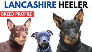 Lancashire Heeler Breed Profile History  Price  Traits  Lancashire Heeler Grooming Needs [upl. by Tuppeny]