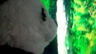 Baby Panda sneezes on Justin Bieber [upl. by Alecia476]