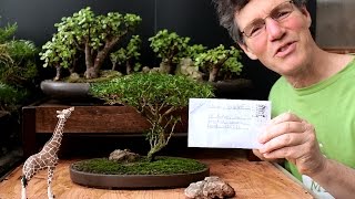 Starting an Acacia Bonsai from Seed April 2016 [upl. by Jannery]