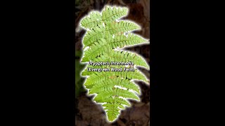 Dryopteris intermedia Evergreen Wood Fern Shorts [upl. by Auhel263]