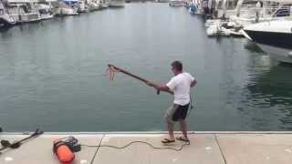 Tuna speared from dock in harbor [upl. by Mira660]