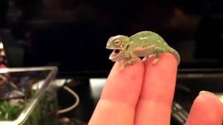 BABY CHAMELEON Changes Color Pattern 1 DAY OLD [upl. by Nosrac308]