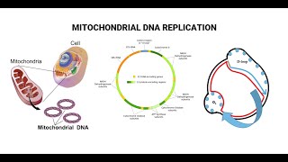 Mitochondrial DNA And D Loop Replication [upl. by Yahsan]