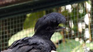 Longwattled Umbrellabird [upl. by Enieledam774]