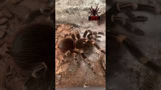 Acanthoscurria geniculata short shorts shortsvideo tarantula arachnid spider [upl. by Miah]