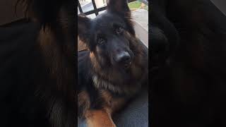 GSD Dog Reaction To Head Tilting Sound German shepherd [upl. by Yssep8]