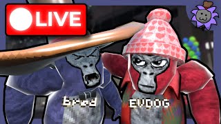 🔴 Gorilla tag LIVE with fans [upl. by Anihsat79]