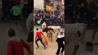 CABESTRO LANZA HOMBRE POR LOS AIRES IMPRESIONANTE LO NUNCA VISTO TOROSCERRILES toros bous españa [upl. by Islek]