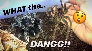 This TARANTULA changes into a whole DIFFERENT SPIDER after just ONE MOLT [upl. by Ehsrop]