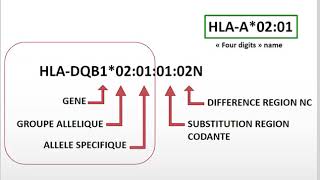 système HLA en transplantation [upl. by Elnora]