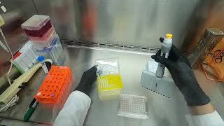 Cytotoxicity Assay [upl. by Jonati]