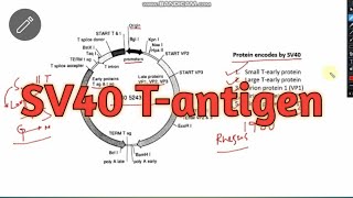 SV40 Tantigen ll CSIRNET Life science ll xgene amp proteinx [upl. by Asiral]